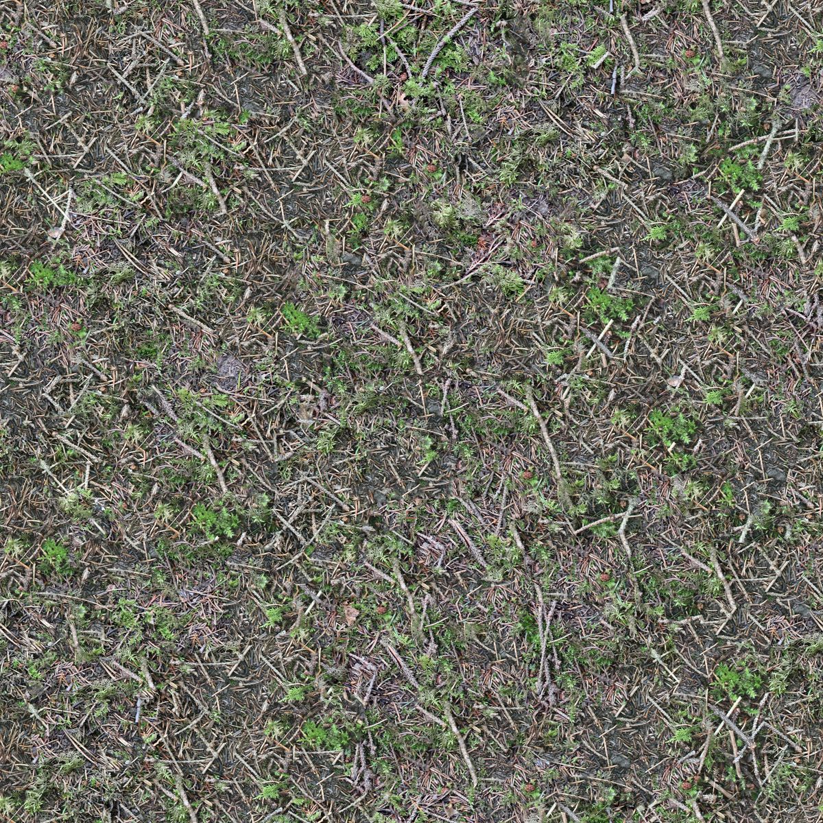 Close-up of green grass and soil in a healthy lawn