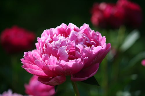 Pink Flower in the Garden