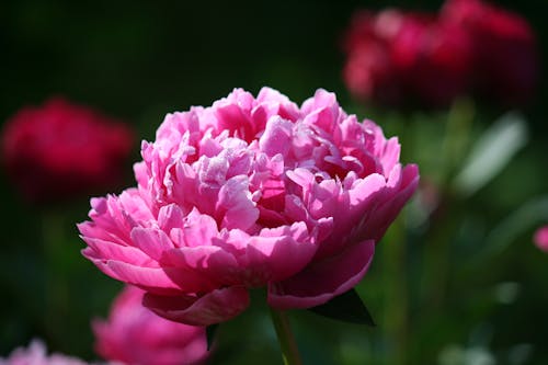 Fotobanka s bezplatnými fotkami na tému botanický, jemný, krásny