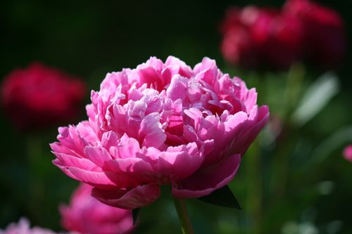 Free Close-up of a vibrant pink peony flower in bloom, highlighting its delicate petals in a natural setting. Stock Photo