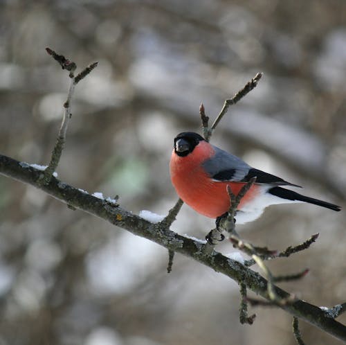 Fotos de stock gratuitas de птица зима снегирь