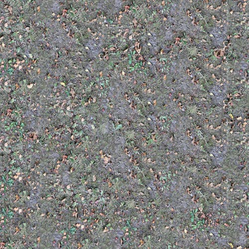 Green Grass and Dried Leaves on the Ground