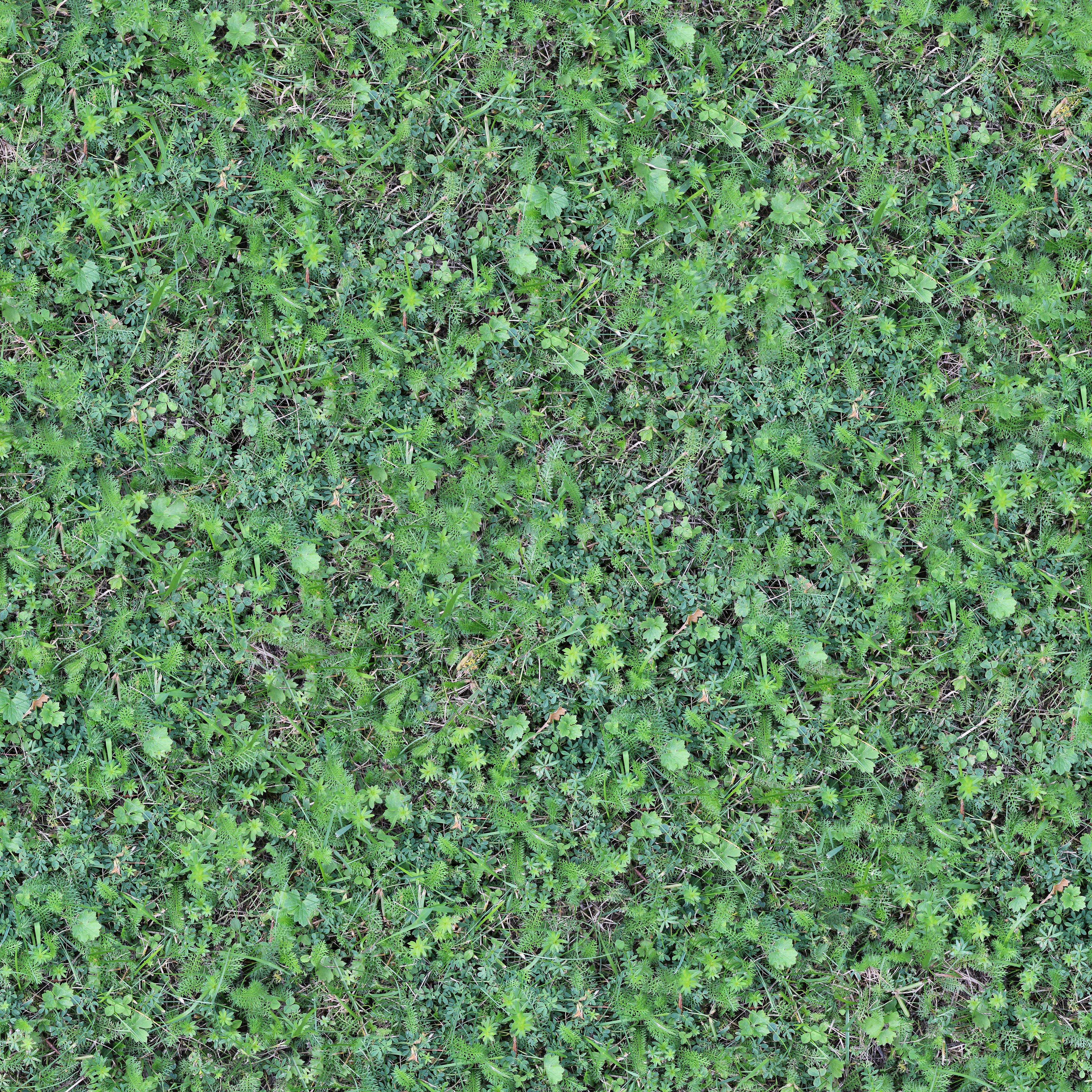 seamless green grass texture