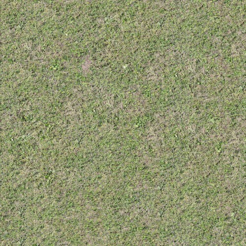 Photograph of Grass on the Ground