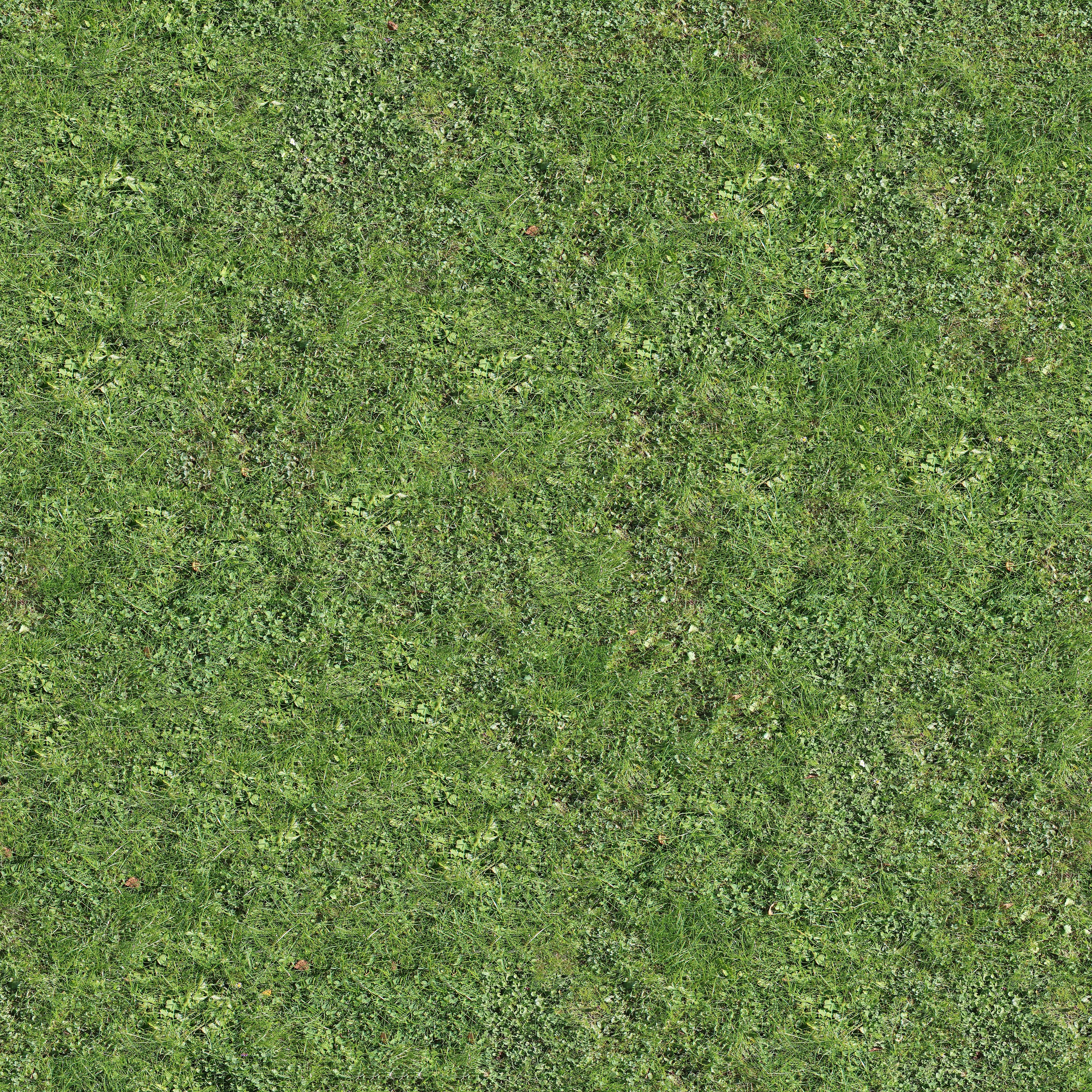 Photograph of Green Grass · Free Stock Photo