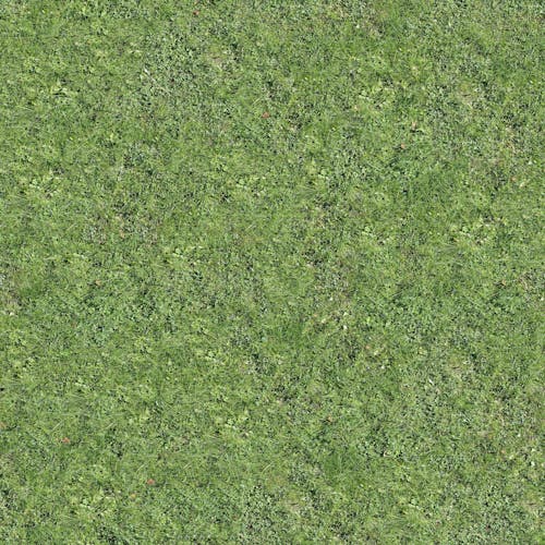 Photograph of Green Grass
