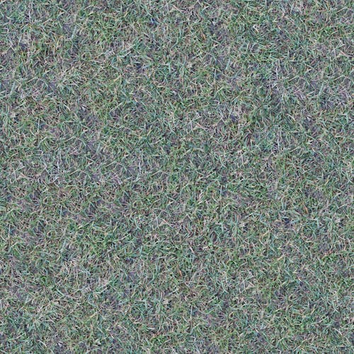 Photo of Grass on the Ground