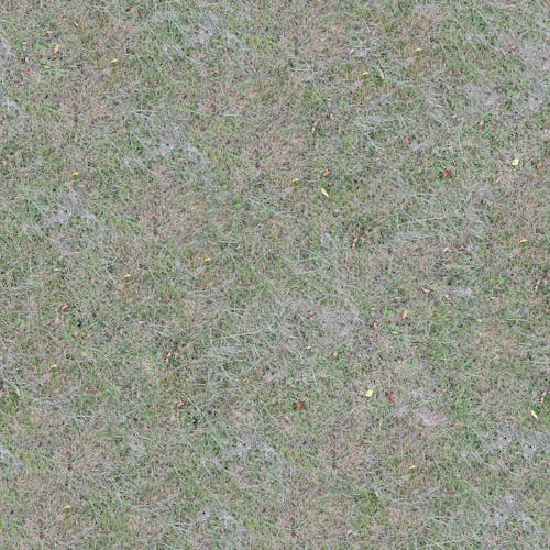 Photograph of Grass