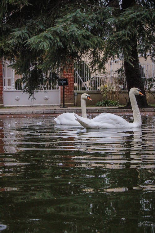 White Swans on a Pond