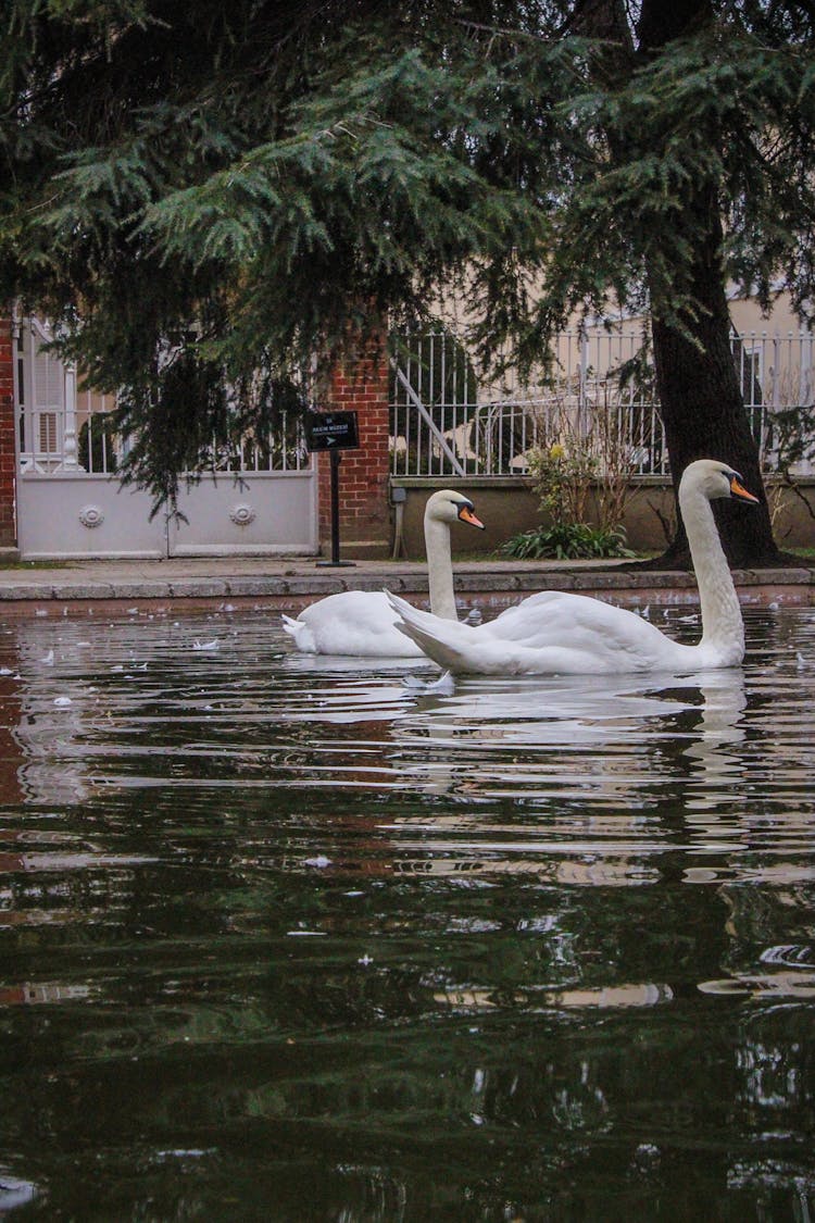 White Swans On A Pond