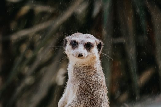 Close-up of a Meerkat
