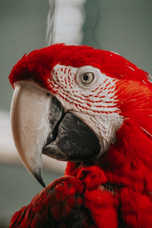 Close Up Photo of a Red Parrot