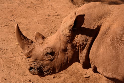 Close Up Photo of Rhino on Brown Soil