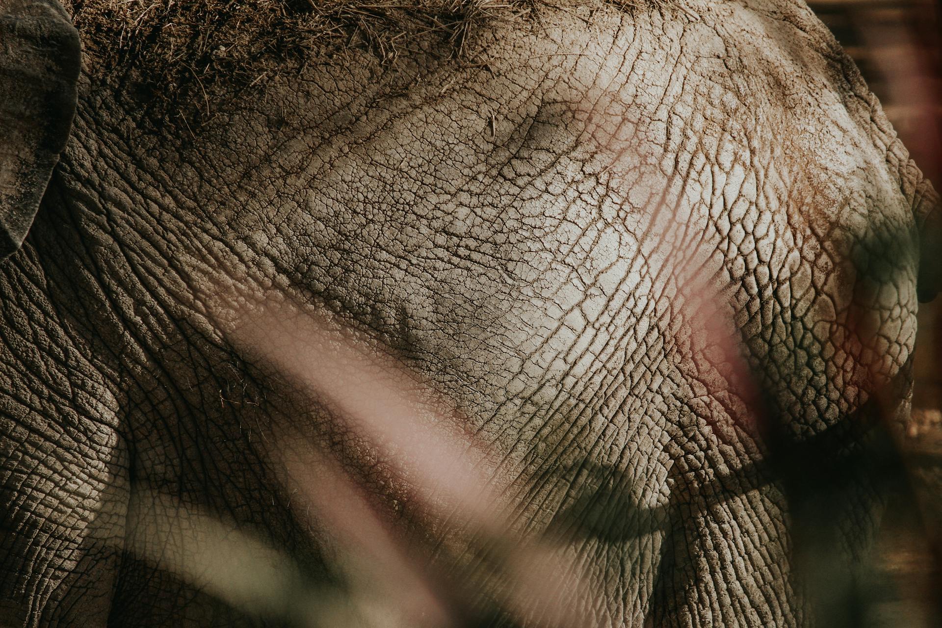 Close-up of Elephant Skin