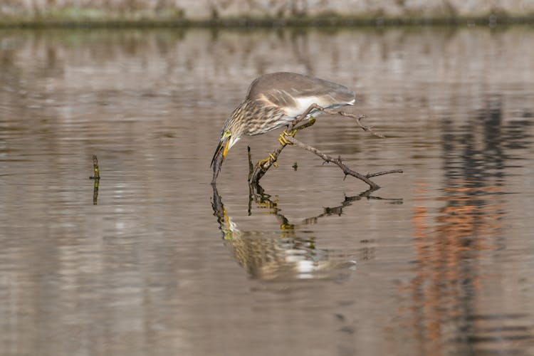 Bird Hunting For Fish