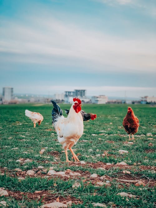 Kostenloses Stock Foto zu geflügel, hähnchen, nutztiere