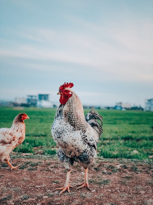 Kostenloses Stock Foto zu geflügel, hähnchen, nutztiere