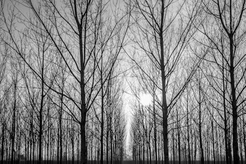 бесплатная Бесплатное стоковое фото с безлистные деревья, ветви, голые деревья Стоковое фото