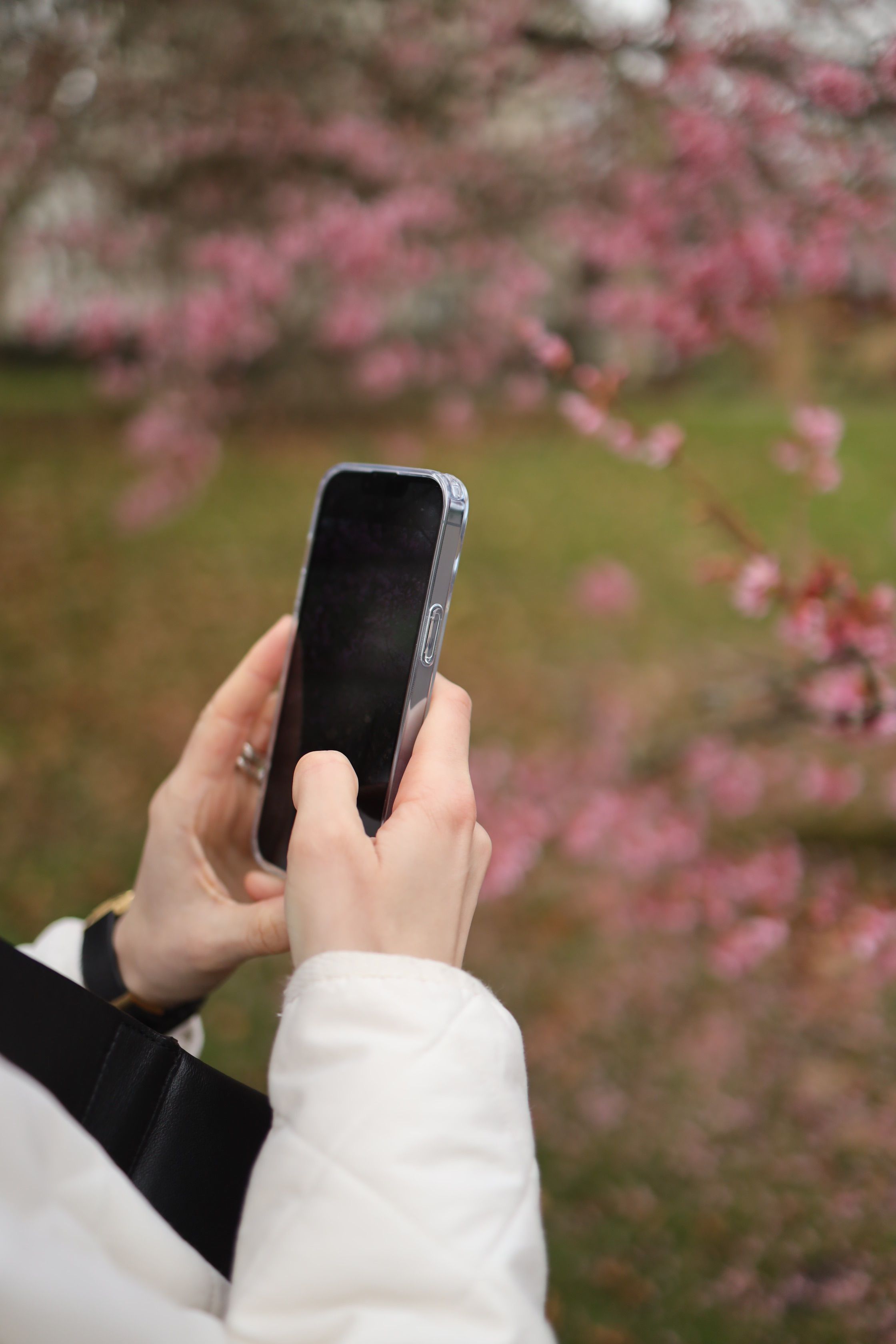 A woman captures pink cherry blossoms with her phone in a serene park setting.