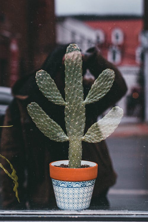 Imagine de stoc gratuită din cactus, ceaun, fotografiere verticală
