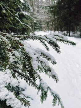 Close-up of snow-covered pine branches in a serene winter forest setting in Nelai, Russia.
