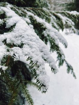 Close-up of an evergreen branch covered in snow during winter in Leningrad Oblast.