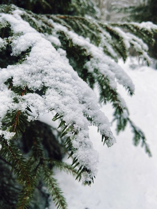 Free Close-up of an evergreen branch covered in snow during winter in Leningrad Oblast. Stock Photo