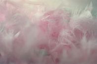 Pink Feathers in Close-up Photography