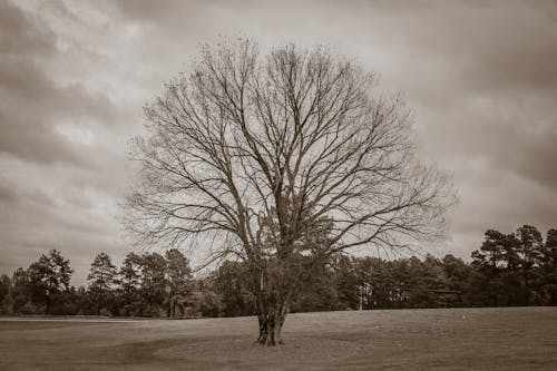 Kostnadsfri bild av monokrom, sepia tonas, träd