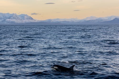 A Dolphin on a Body of Water