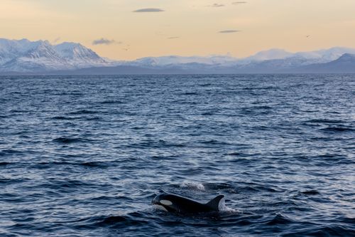 Free Orca swimming in calm ocean waters with snowy mountains in the distance at sunset. Stock Photo