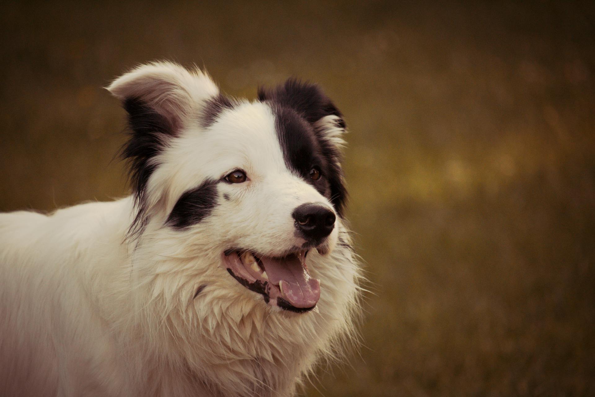 Adult Black and White Border Collie