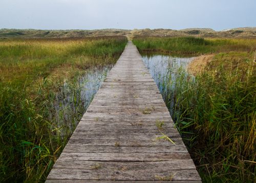 Free Wooden boardwalk through scenic wetlands in Friesland, Netherlands. Stock Photo