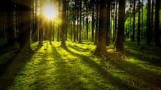 阳光透过高大的树木，在迷人的森林场景中投射出宁静的阴影