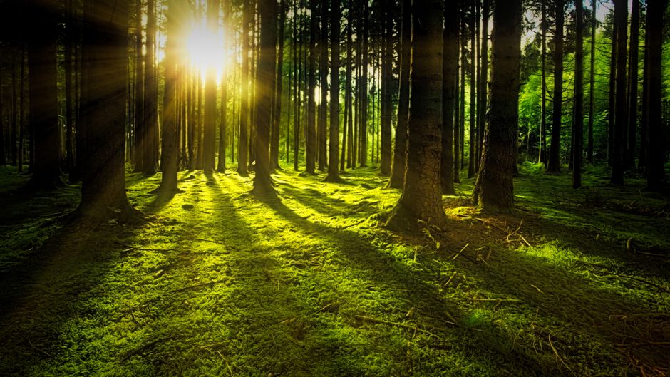 Enchanting forest scene with sunlight filtering through tall trees, casting serene shadows.