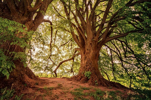 무료 녹색 잎 나무의 풍경 사진 스톡 사진