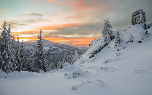 Бесплатное стоковое фото с гора, деревья, зима