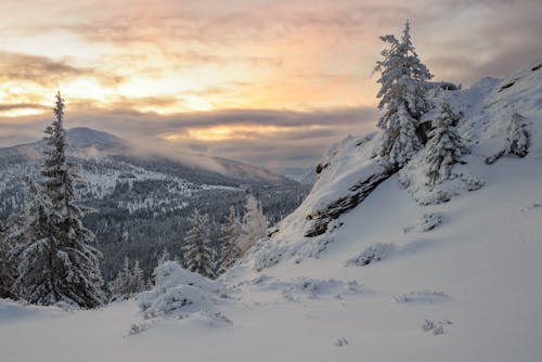 Bezpłatne Darmowe zdjęcie z galerii z drzewa, góra, pokryte śniegiem Zdjęcie z galerii