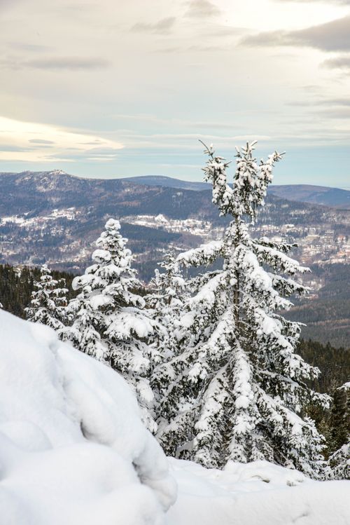 Free A serene winter scene featuring snow-covered pine trees on a mountain, under a calm sky. Stock Photo