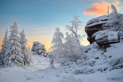 Fotobanka s bezplatnými fotkami na tému chladné počasie, stromy, zasnežené