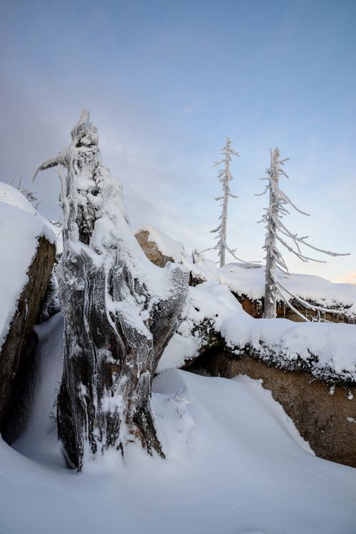 Free Winter scene of snow-covered trees and rocks under a clear blue sky. Stock Photo