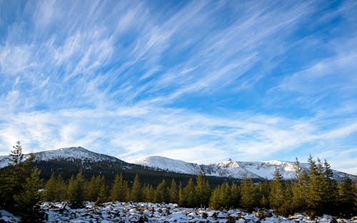 Gratis arkivbilde med bartre, blå himmel, fjell