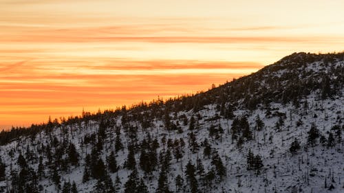 Fotos de stock gratuitas de amanecer, anochecer, arboles