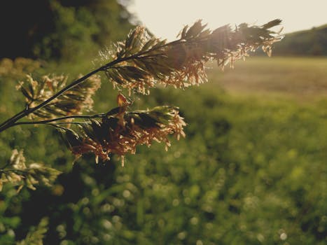 阳光照亮宁静田野中的草地，呈现出一幅宏观的宁静视图
