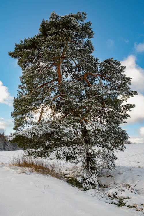 Bezpłatne Darmowe zdjęcie z galerii z drzewo, pionowy strzał, pokryte śniegiem Zdjęcie z galerii