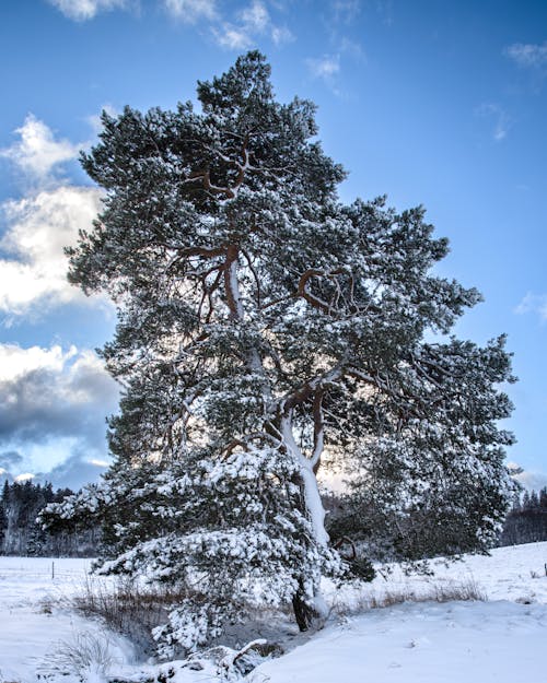 Bezpłatne Darmowe zdjęcie z galerii z drzewo, pionowy strzał, pokryte śniegiem Zdjęcie z galerii