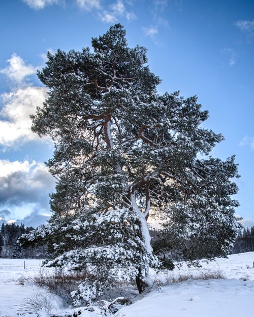 Free A large snow-covered tree stands proudly in a serene winter landscape under a clear blue sky. Stock Photo