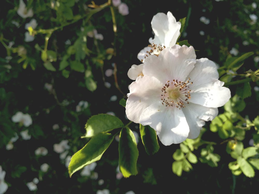 Základová fotografie zdarma na téma bílá, květy, kytka