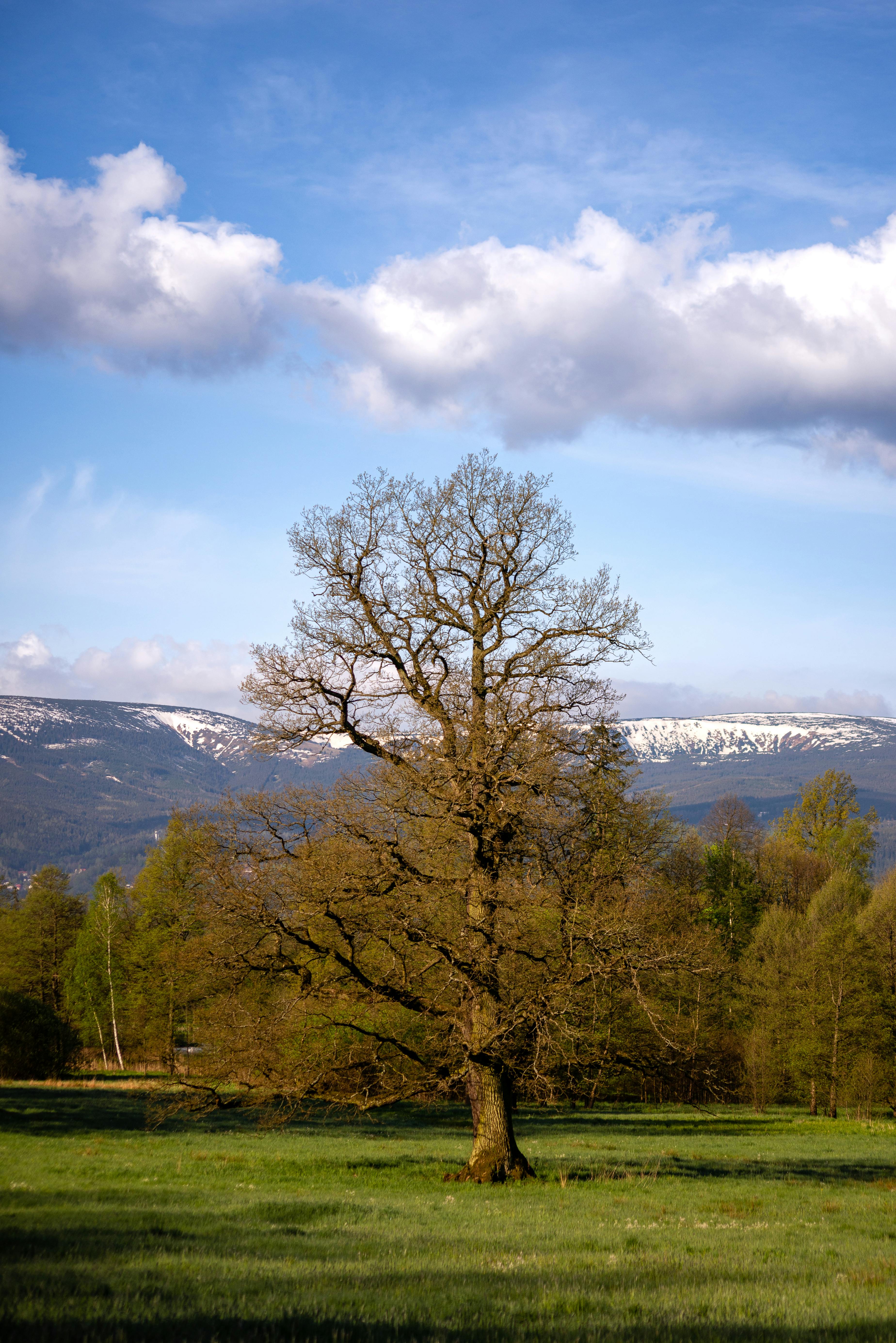 trees on green grass field under the sky