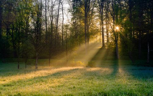 Free Sunbeams pierce through the forest creating a serene morning glow over a grassy field. Stock Photo